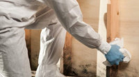 Mold Removal & Remediation